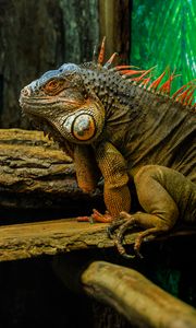 Preview wallpaper iguana, reptile, lizard, logs, bark