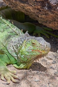 Preview wallpaper iguana, reptile, lizard, color