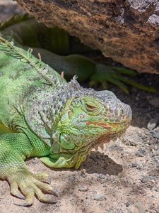 Preview wallpaper iguana, reptile, lizard, color