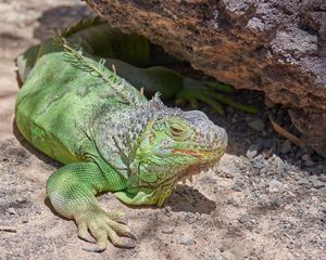 Preview wallpaper iguana, reptile, lizard, color