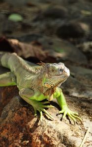 Preview wallpaper iguana, reptile, lizard, scales, stone