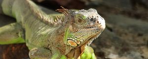 Preview wallpaper iguana, reptile, lizard, scales, stone