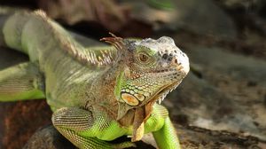 Preview wallpaper iguana, reptile, lizard, scales, stone