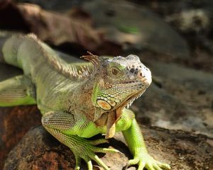 Preview wallpaper iguana, reptile, lizard, scales, stone