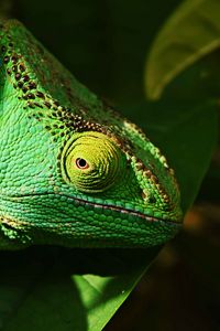 Preview wallpaper iguana, reptile, lizard, eye