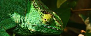 Preview wallpaper iguana, reptile, lizard, eye