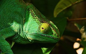 Preview wallpaper iguana, reptile, lizard, eye