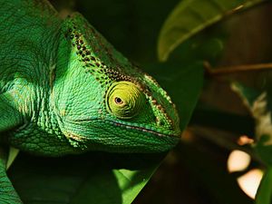 Preview wallpaper iguana, reptile, lizard, eye