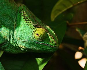 Preview wallpaper iguana, reptile, lizard, eye