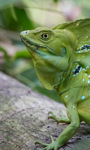 Preview wallpaper iguana, reptile, lizard, green