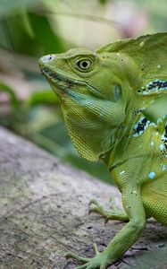 Preview wallpaper iguana, reptile, lizard, green