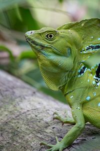 Preview wallpaper iguana, reptile, lizard, green