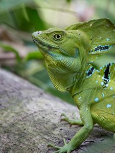 Preview wallpaper iguana, reptile, lizard, green