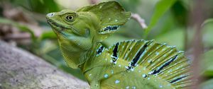 Preview wallpaper iguana, reptile, lizard, green