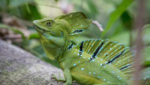 Preview wallpaper iguana, reptile, lizard, green