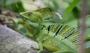 Preview wallpaper iguana, reptile, lizard, green