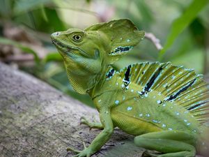 Preview wallpaper iguana, reptile, lizard, green