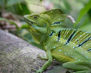 Preview wallpaper iguana, reptile, lizard, green