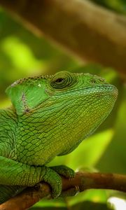 Preview wallpaper iguana, reptile, lizard, blur, green