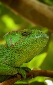 Preview wallpaper iguana, reptile, lizard, blur, green