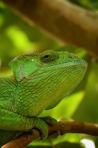 Preview wallpaper iguana, reptile, lizard, blur, green