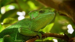 Preview wallpaper iguana, reptile, lizard, blur, green