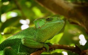 Preview wallpaper iguana, reptile, lizard, blur, green