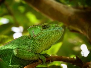 Preview wallpaper iguana, reptile, lizard, blur, green