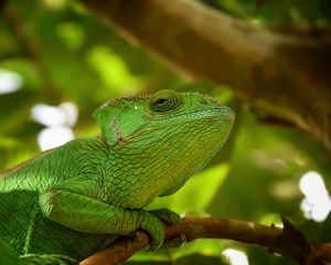 Preview wallpaper iguana, reptile, lizard, blur, green