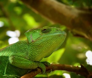 Preview wallpaper iguana, reptile, lizard, blur, green