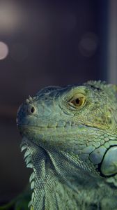 Preview wallpaper iguana, reptile, lizard, blur