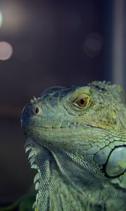 Preview wallpaper iguana, reptile, lizard, blur