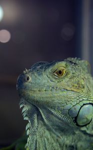 Preview wallpaper iguana, reptile, lizard, blur