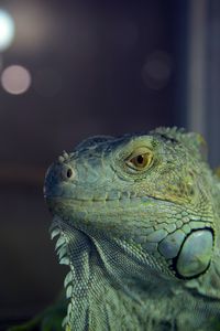 Preview wallpaper iguana, reptile, lizard, blur