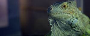 Preview wallpaper iguana, reptile, lizard, blur