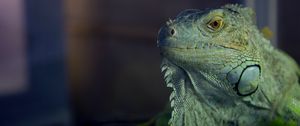 Preview wallpaper iguana, reptile, lizard, blur