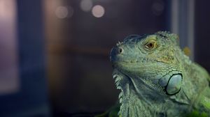 Preview wallpaper iguana, reptile, lizard, blur