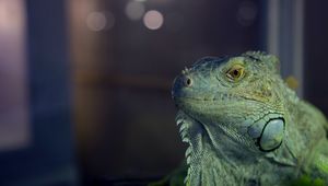 Preview wallpaper iguana, reptile, lizard, blur