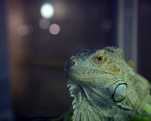 Preview wallpaper iguana, reptile, lizard, blur