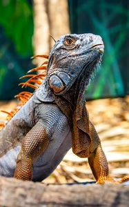 Preview wallpaper iguana, reptile, lizard, orange