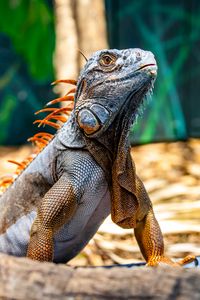 Preview wallpaper iguana, reptile, lizard, orange