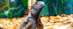 Preview wallpaper iguana, reptile, lizard, orange