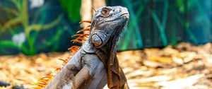 Preview wallpaper iguana, reptile, lizard, orange