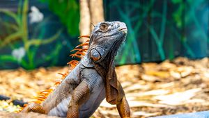 Preview wallpaper iguana, reptile, lizard, orange