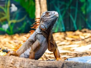 Preview wallpaper iguana, reptile, lizard, orange