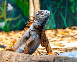 Preview wallpaper iguana, reptile, lizard, orange