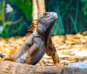 Preview wallpaper iguana, reptile, lizard, orange