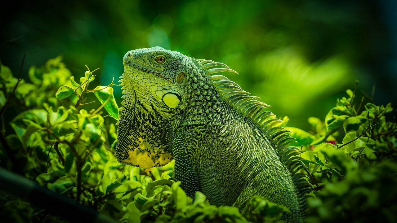 Wallpaper iguana, reptile, lizard, green, grass