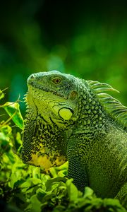 Preview wallpaper iguana, reptile, lizard, green, grass