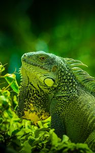 Preview wallpaper iguana, reptile, lizard, green, grass